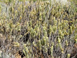 Euryops lateriflorus colony