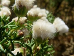 Euryops multifidus white-woolly fruit