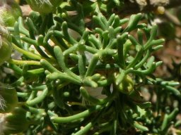 Euryops multifidus leaves
