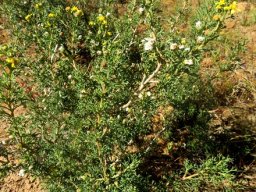 Euryops multifidus