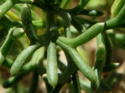 Euryops multifidus leaf branching