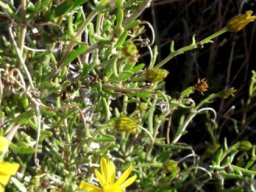 Euryops oligoglossus