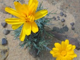 Euryops othonnoides, the klipharpuis