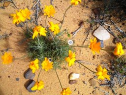 Euryops othonnoides