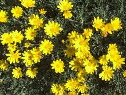 Euryops pectinatus