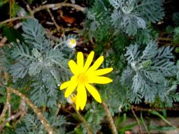 Euryops pectinatus irregular combs