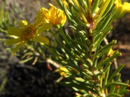 Euryops rehmannii leaves