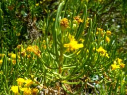 Euryops rehmannii