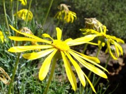 Euryops speciosissimus flowering
