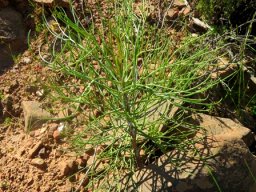Euryops speciosissimus young plant