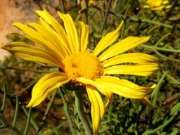 Euryops speciosissimus twisting rays