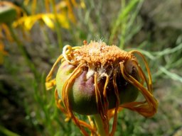 Euryops speciosissimus old flowerhead