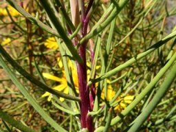 Euryops speciosissimus purple stem