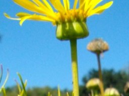 Euryops speciosissimus flowerhead