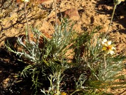 Euryops tagetoides