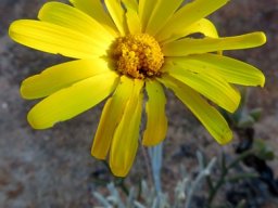 Euryops tagetoides yellow flowerhead