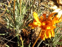 Euryops tagetoides peduncles or stalks