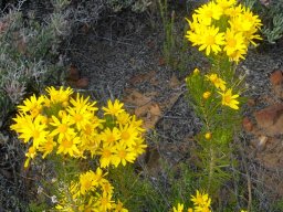 Euryops tenuissimus