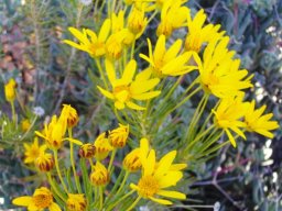 Euryops tenuissimus flowering stem-tips