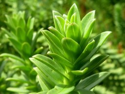 Euryops tysonii stem-tip leaves