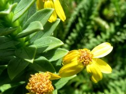 Euryops tysonii flowerheads