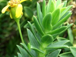 Euryops tysonii involucre and stem tip
