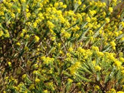 Euryops virgineus