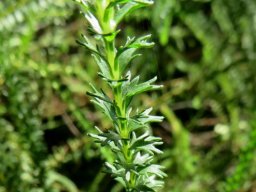 Euryops virgineus leaves