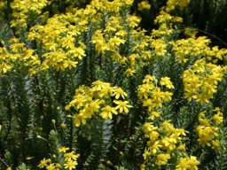 Euryops tysonii 