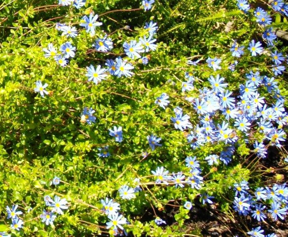 Felicia aethiopica