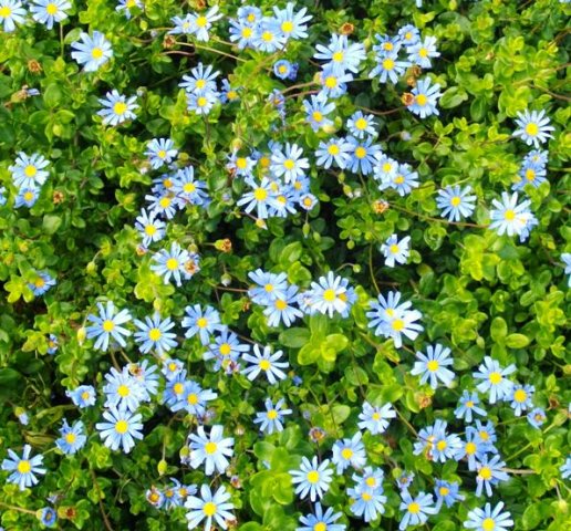 Felicia amelloides