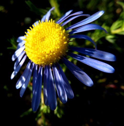 Felicia australis flowerhead