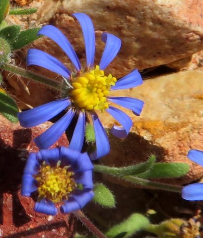 Felicia bergeriana floret stages