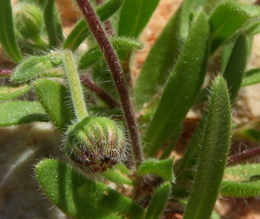 Felicia bergeriana bud