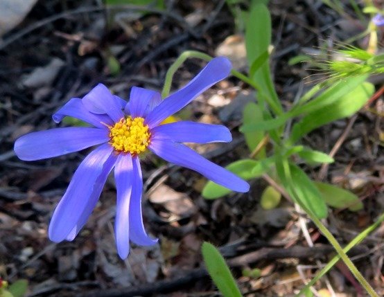 Felicia bergeriana flowerhead