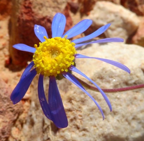 Felicia bergeriana in its prime