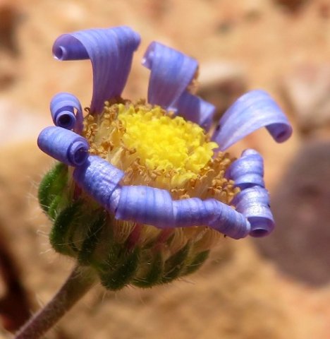 Felicia bergeriana ageing flowerhead
