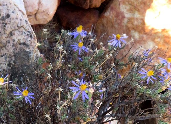 Felicia brevifolia