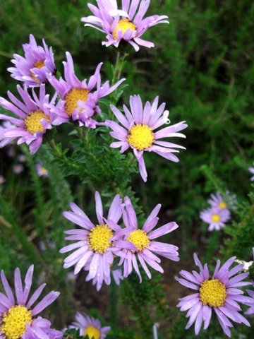 Felicia echinata