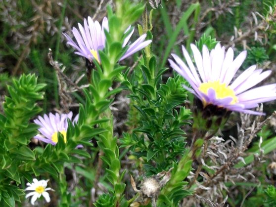 Felicia echinata upper stems