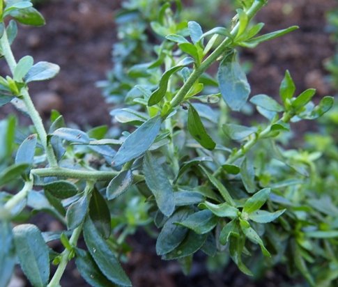 Felicia erigeroides leaves