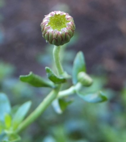 Felicia erigeroides bud