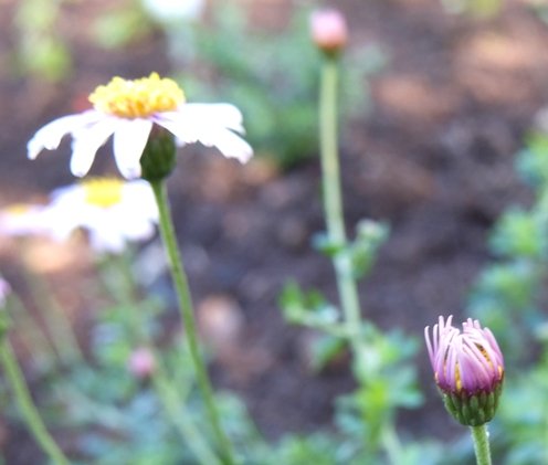 Felicia erigeroides