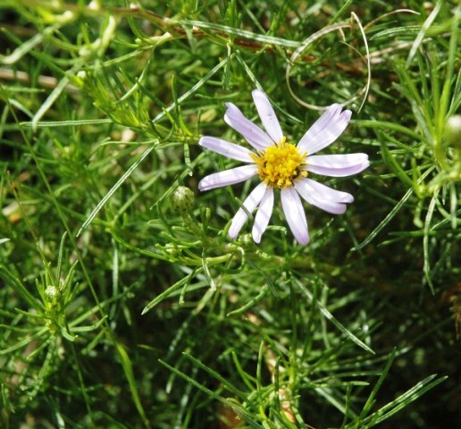 Felicia filifolia 