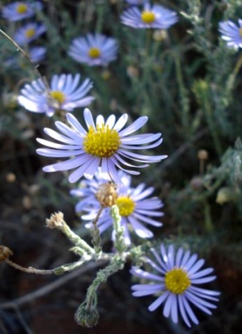 Felicia hirsuta