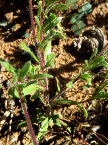 Felicia merxmuelleri leaves