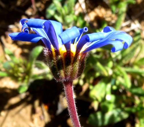 Felicia merxmuelleri involucral cup