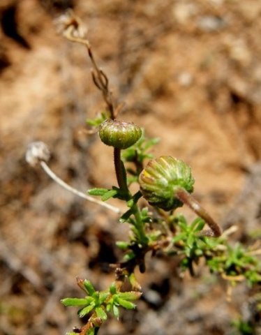 Felicia muricata branch