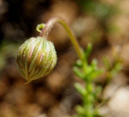 Felicia muricata bud