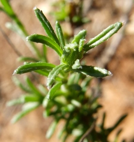 Felicia muricata leaves